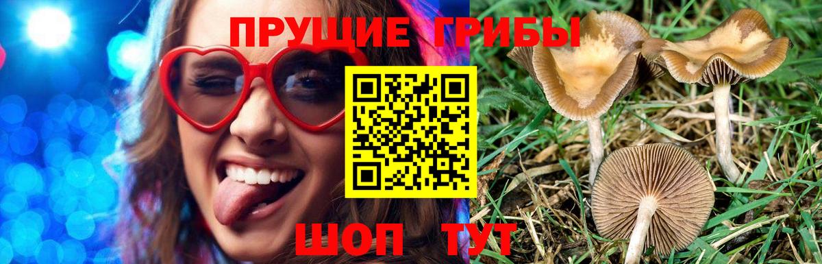 Каменка  Галлюциногенные грибы Magic Shrooms  Псилоцибиновые грибы Psilocybine cubensis  Вход с VPN 